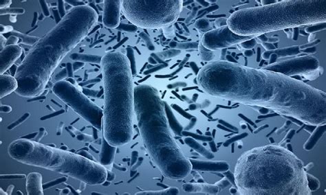 Pin on Probiotic Bacteria: Streptococcus Thermophilus