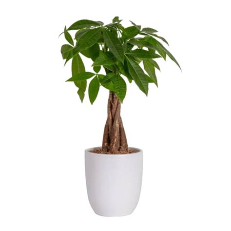 Money Tree Plant Care How To Grow Money Trees Apartment Therapy