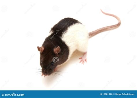 Black And White Rat Royalty Free Stock Photos - Image: 10881928