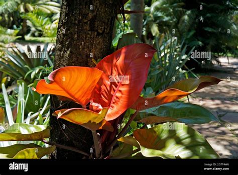 Red Philodendron Or Blushing Philodendron Philodendron Erubescens