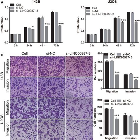 Silencing Of Linc Inhibits The Proliferation Migration And