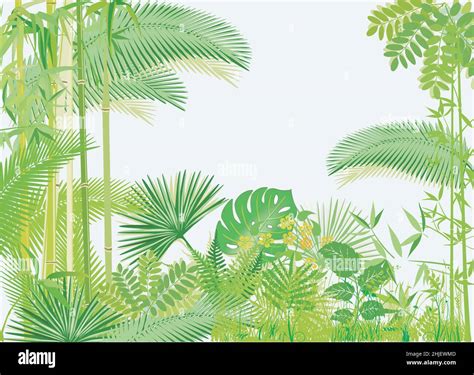 Rainforest Tropical Jungle Illustration Vector Stock Vector Image