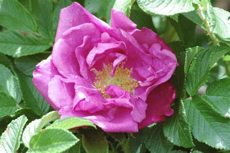 Comment Bouturer Un Rosier Rugosa Housekeeping Magazine Id Es