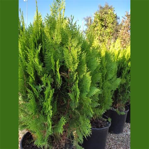 Thuja Orientalis Compacta Aurea Nana Platycladus Or Chinese