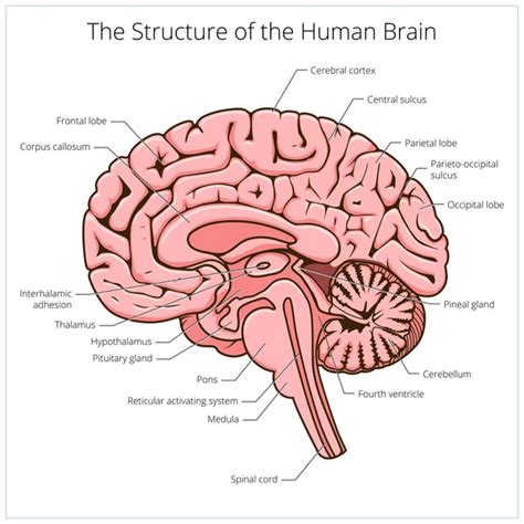 Brain Diagram Thalamus