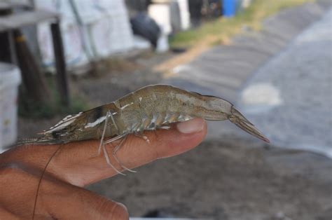 Infomina Jenis Udang Unggulan Indonesia