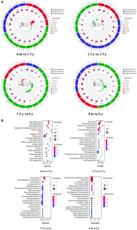 GO Functional Annotation And KEGG Enrichment Analysis Of Source Genes