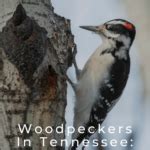 Woodpeckers In Tennessee Species To See In The Volunteer State