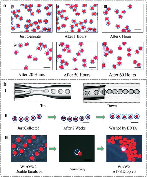 Pdms Oil For Atps Droplet Generation A Dextran In Pdms Oilin Peg