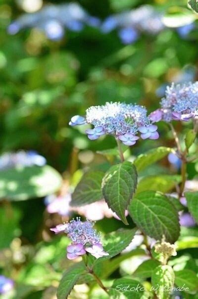 Les Jardins De La Ferme Bleue A Uttenhoffen Alsace