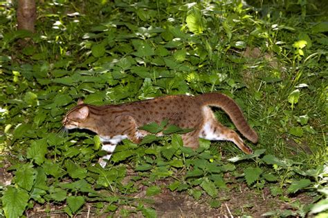 The Rusty Spotted Cat The Worlds Smallest Cat