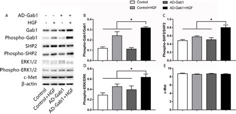 Effect Of Overexpression Of Gab1 On Hgf Induced Phosphorylation Of Shp2