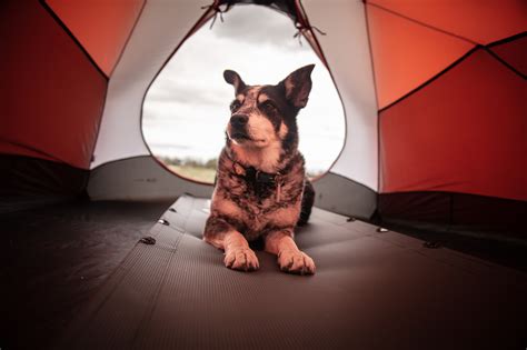 Dog friendly Campgrounds and Caravan Parks | Escape Parks