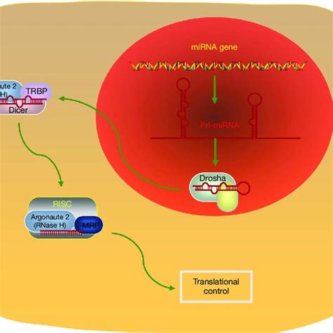 The Process Of Mirna Biogenesis First Pri Mirna Is Synthesized In The