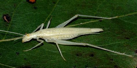 White Tree Cricket - Oecanthus exclamationis - BugGuide.Net