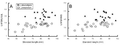 Ratio Of A Longest Anal Fin Soft Ray Length LAFSRL To Upper Jaw