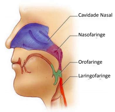 Anatomia das Vias Aéreas Entenda mais sobre as Vias Aéreas Sanarmed