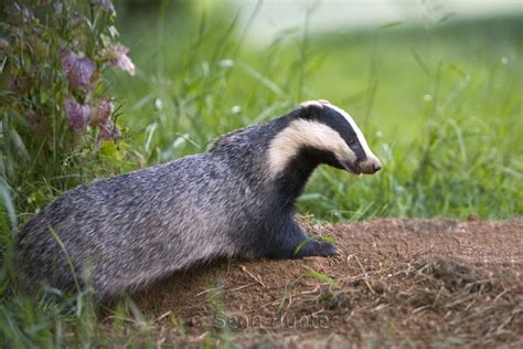 sean hunter photography badgers