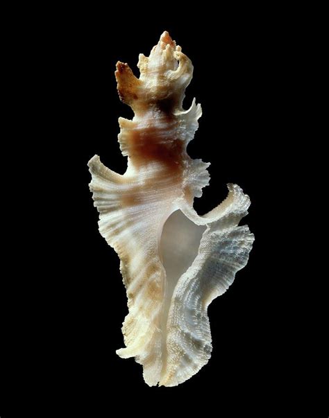 Club Murex Sea Snail Shell Photograph by Gilles Mermet - Fine Art America