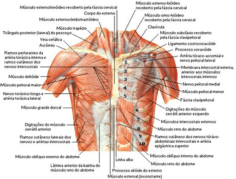 ABRIUCKS ANATOMIA DE NOSSO PEITORAL