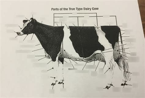 Parts Of Dairy Cow Pt 1 Diagram Quizlet