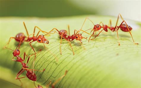 How To Identify Red Imported Fire Ants Faqs