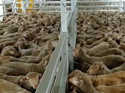 New Conditions Put On Perth Live Exporter As Horrific Footage Emerges