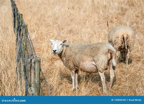 Carneiros Que Pastam Na Grama Amarelada Foto De Stock Imagem De Nave