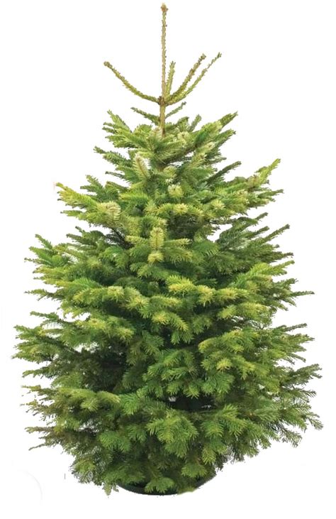 Echte Kerstboom Nordmann Spar 150cm Met Kluit In Pot Bol