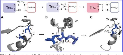 Structure Function And Mechanism Of Thioredoxin Proteins Semantic