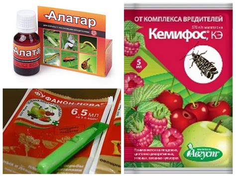 Малинно-земляничный долгоносик: к какому отряду относится, фото, стадии ...