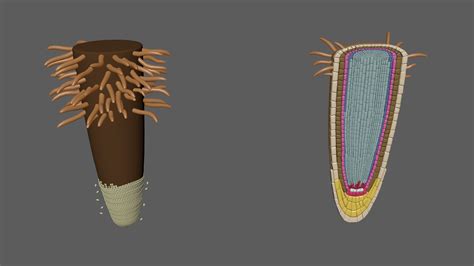 Root Hair Cell 3d Model Cgtrader