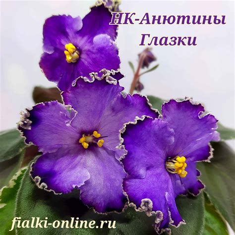 НК-Анютины Глазки >фото и описание сорта > Фиалки online