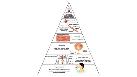 What Are The Five Levels Of Human Body Organization