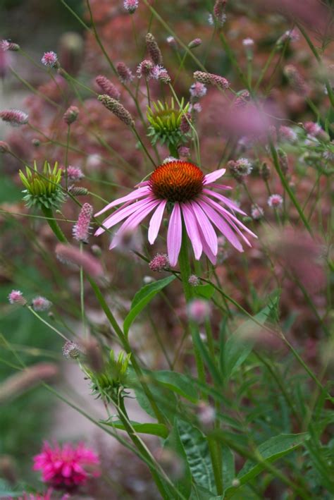 Gartenarbeit Im Juli Eine To Do Liste Wildes Gartenherz