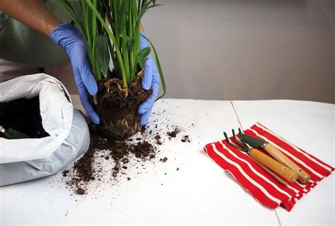 El Proceso De Trasplantar Una Planta De Interior Un Trozo De Tierra Con