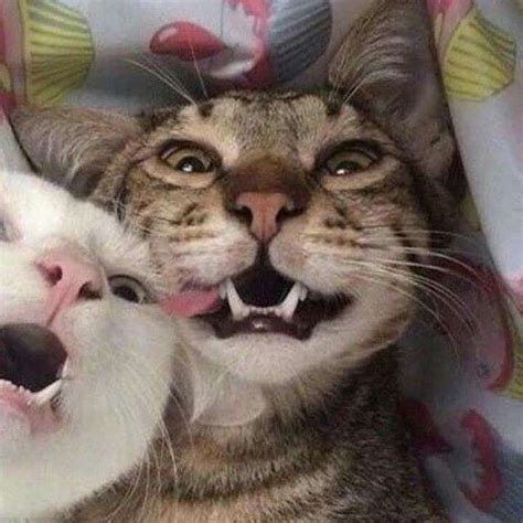 Two Cats With Their Mouths Open And One Cat Has Its Mouth Open To The