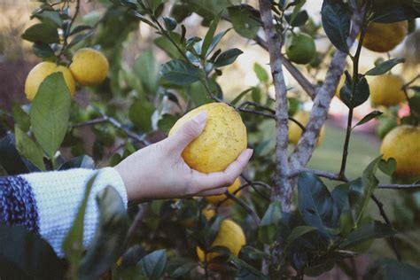 How Meyer Lemons Ripen Everything You Need To Know My Heart Lives Here