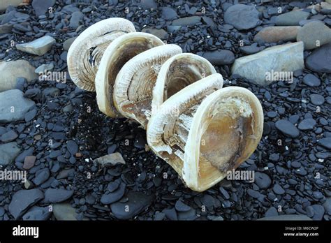 Shark Vertebrae Hi Res Stock Photography And Images Alamy