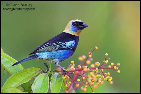 Nature Photography By Glenn Bartley Tanagers Gallery