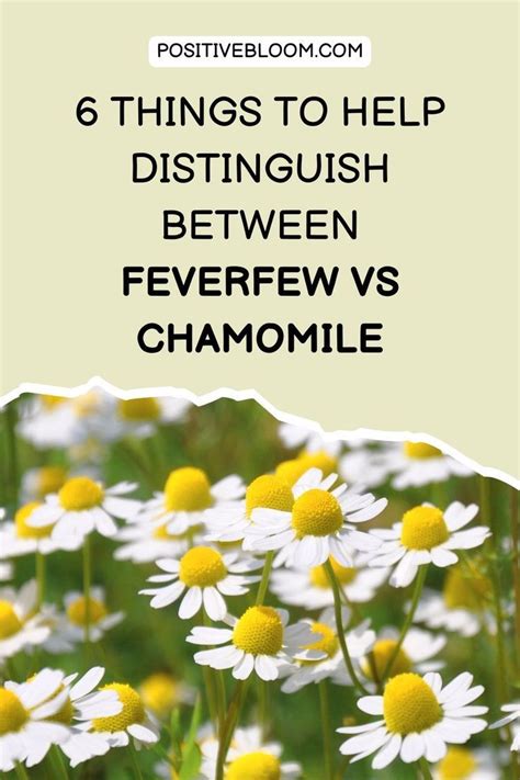 6 Things To Help Distinguish Between Feverfew Vs Chamomile Feverfew