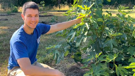 Planting A Fig Orchard In The Pacific Northwest Ep 5 Tip Pruning