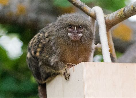 Pygmy Marmoset In The Yoohoo Childrens Zoo In The Chessington Zoo