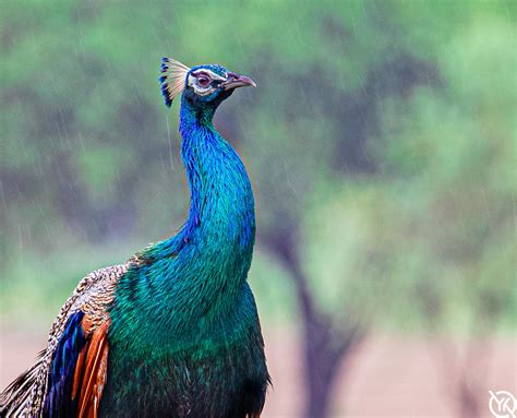 A Peacock In Rain R Photocritique