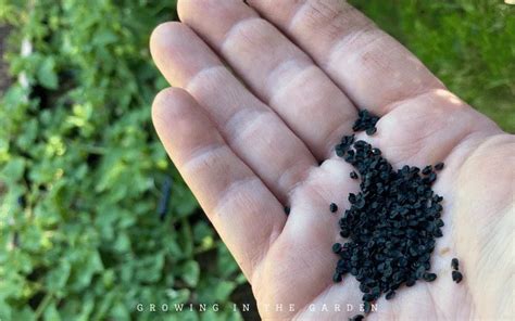 Desvendando Os Segredos Do Cultivo De Cebolas A Partir De Sementes