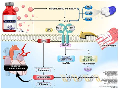 Molecules Free Full Text Toll Like Receptor Inflammatory