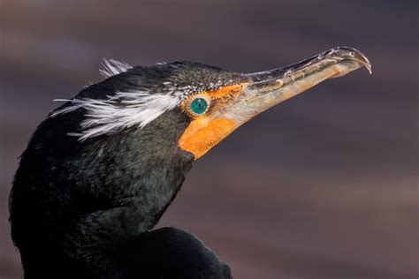 Scott Evers Photography Egrets Herons Pelicans And Other Water