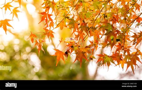 background autumn leaves in Japan Stock Photo - Alamy