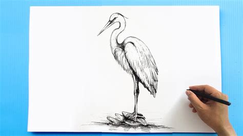 Perfect Heron Bird Drawing Youtube