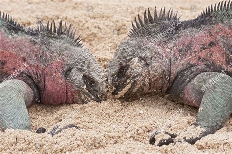 Marine Iguana Amblyrhynchus Cristatus Mertensi Two Editorial Stock